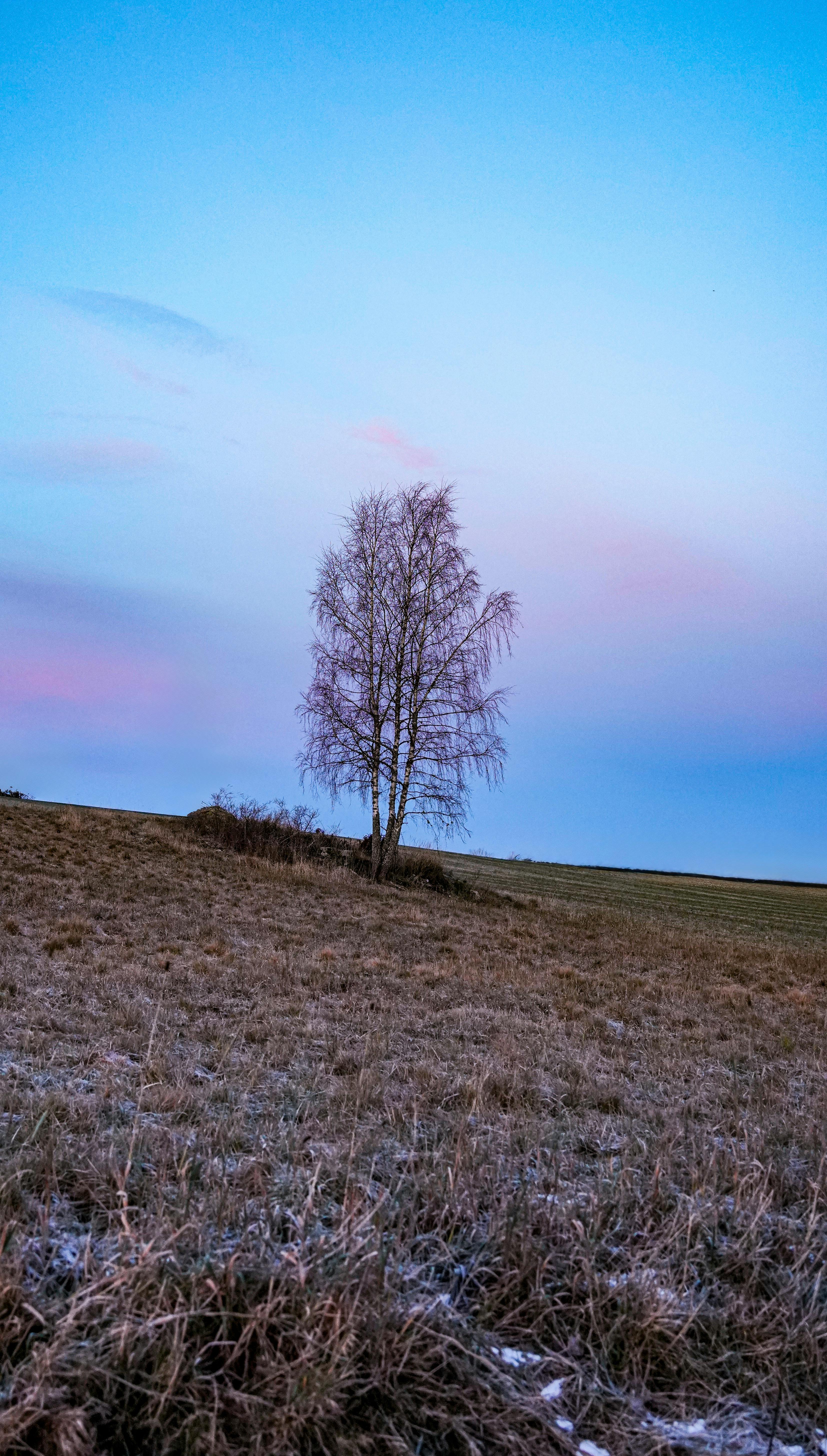 Birketræ i tusmørke