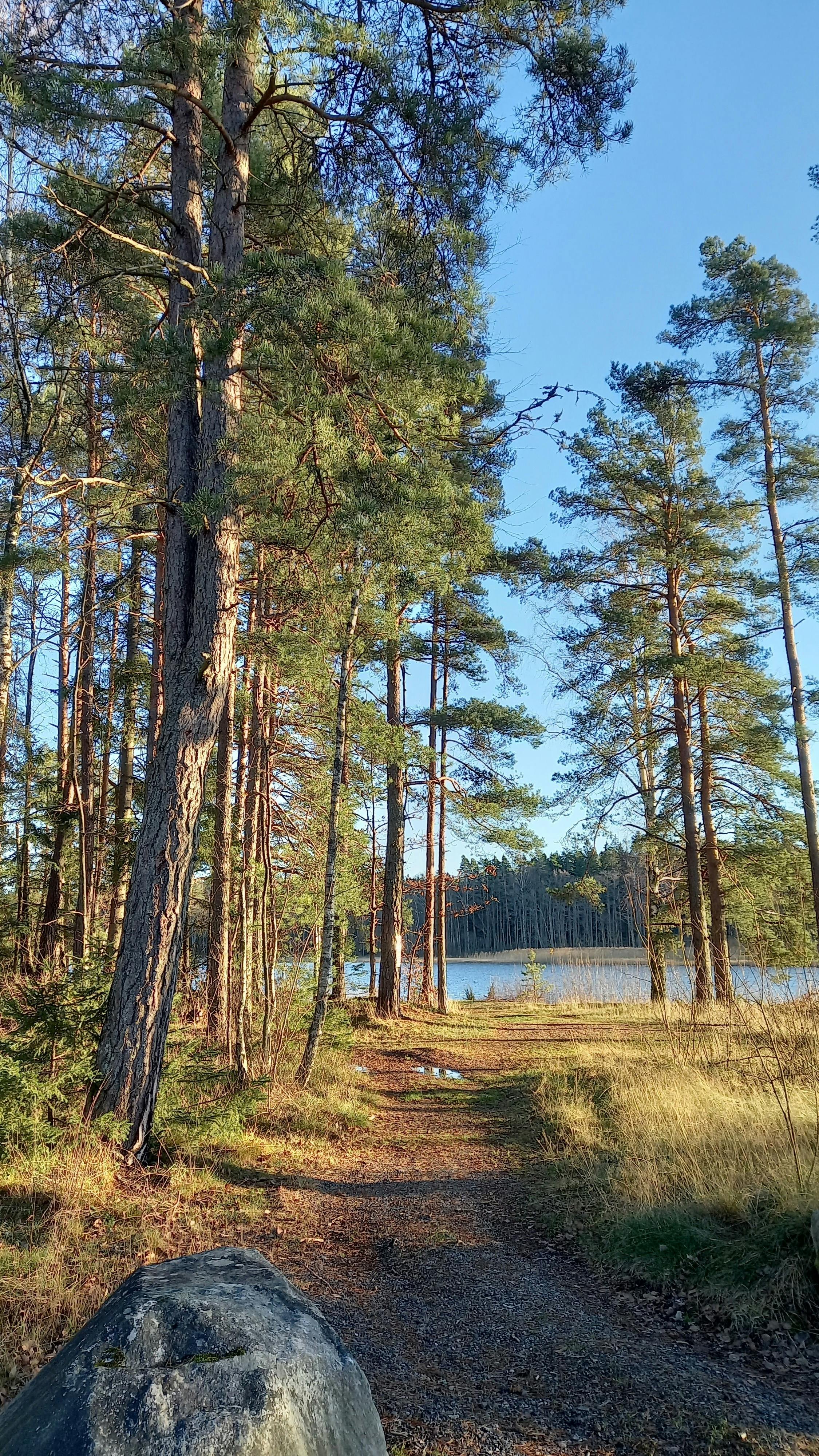 Skovsti ved søen